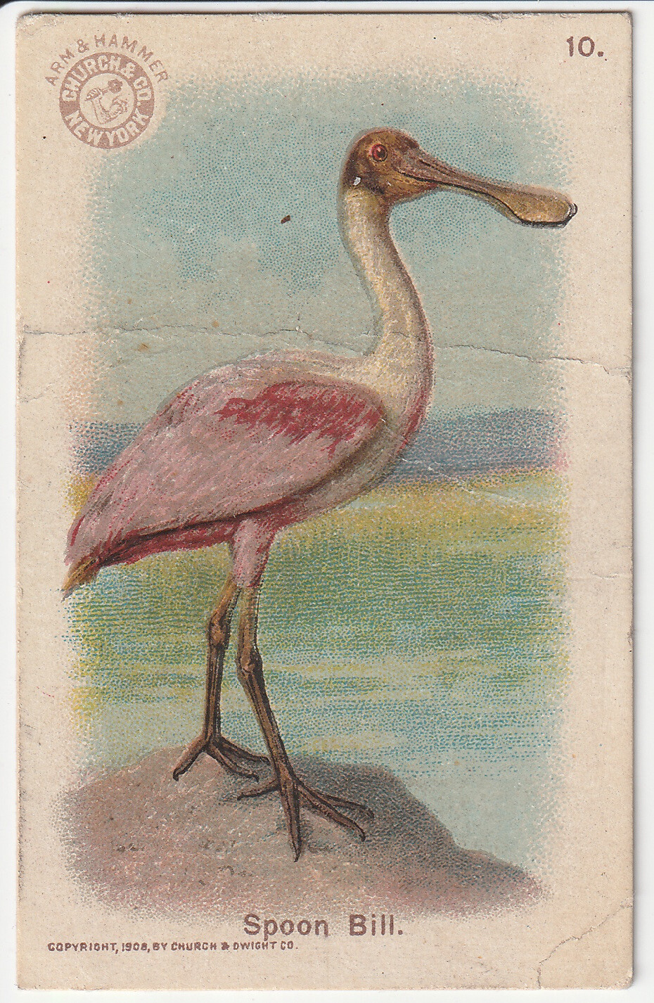 c1900s No. 10 Spoon Bill Arm & Hammer Victorian Trade Card Church & Co NYC