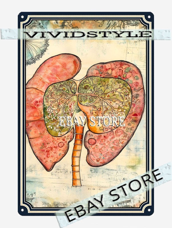 Kidney Pair Metal Poster Metal Tin SignMedical Study Art