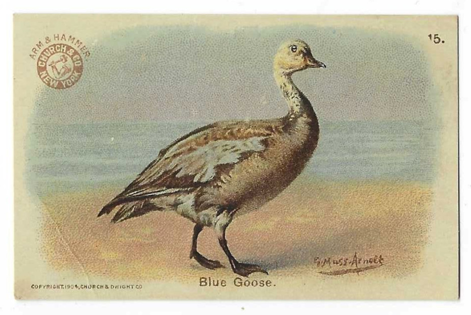Blue Goose Arm & Hammer Game Bird Series #15 1904