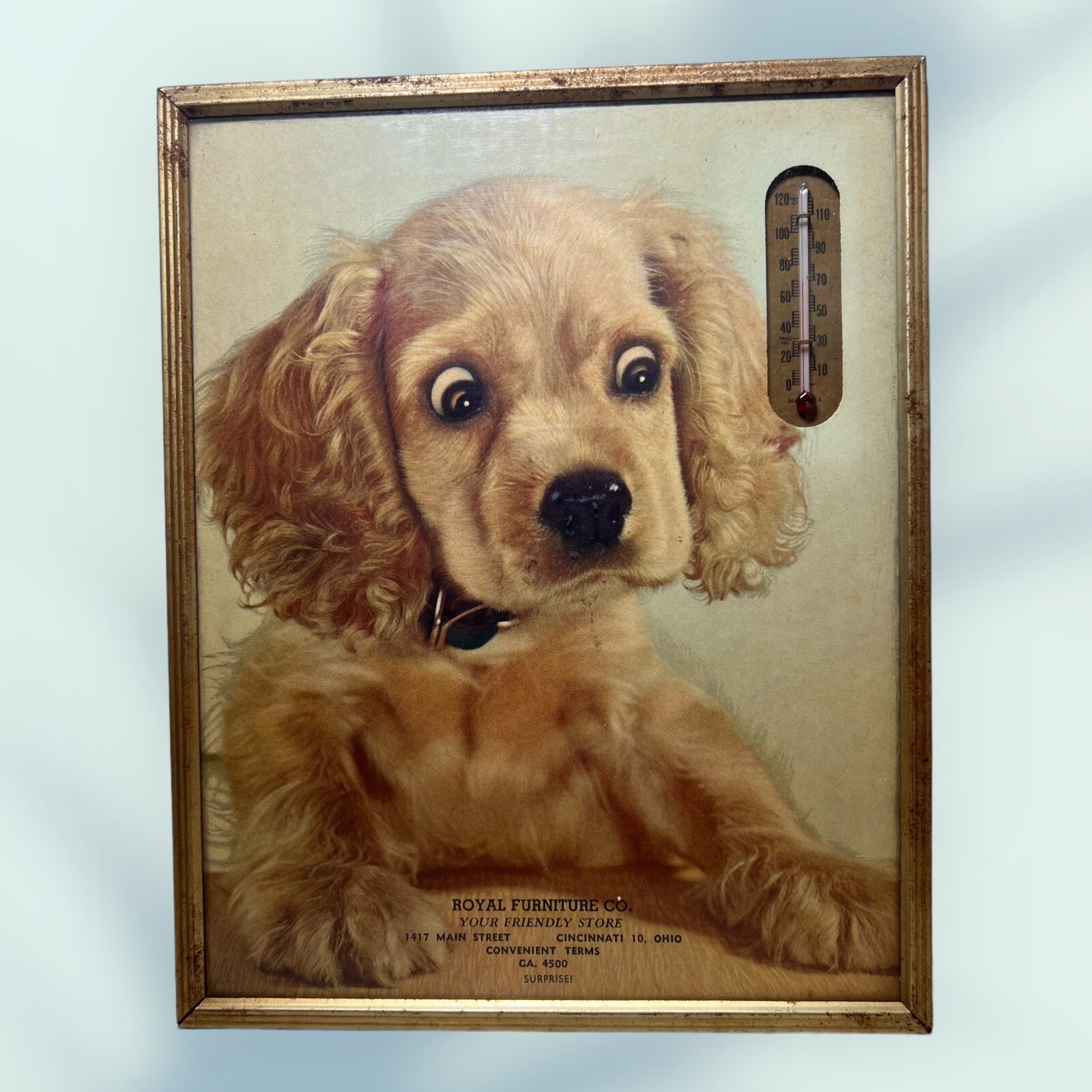 1950s DOG COCKER SPANIEL ADVERTISING THERMOMETER ROYAL FURNITURE Co CINCINNATI O