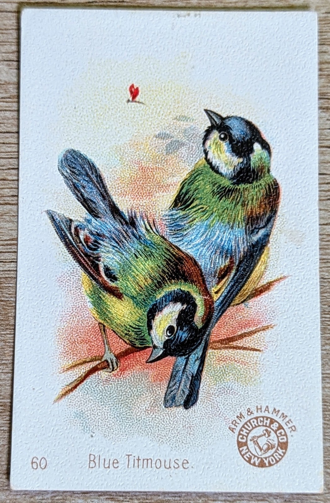1898 J2 AH500 Church & Co Arm & Hammer Beautiful Birds #60 Blue Titmouse
