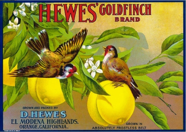 El Modena Highlands Hewes’ Goldfinch Bird Lemon Citrus Fruit Crate Label Print