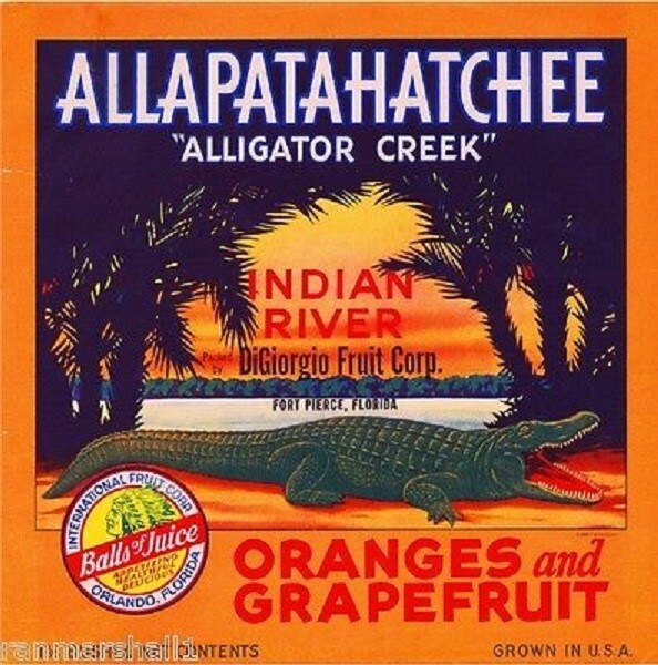 Allapatahatchee Orange Fort Pierce Florida Alligator Fruit Crate Label Print