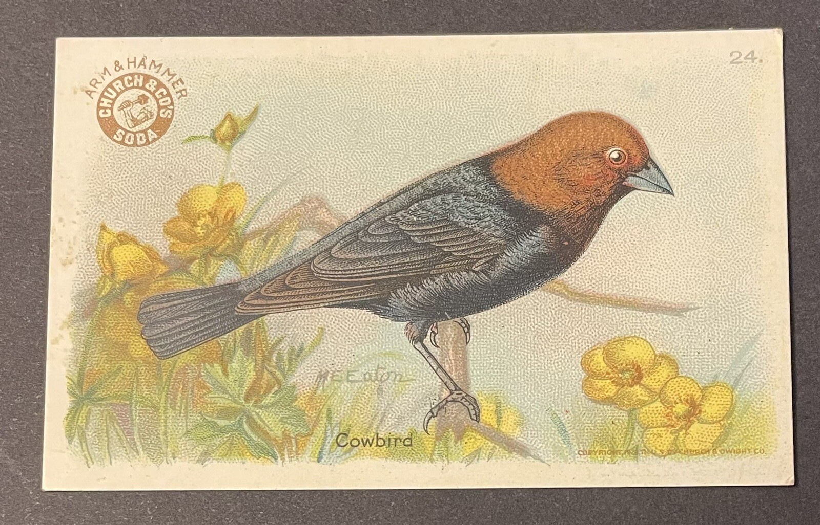 1922 Dwight & Church Arm & Hammer Cowbird #24 Mary E Eaton