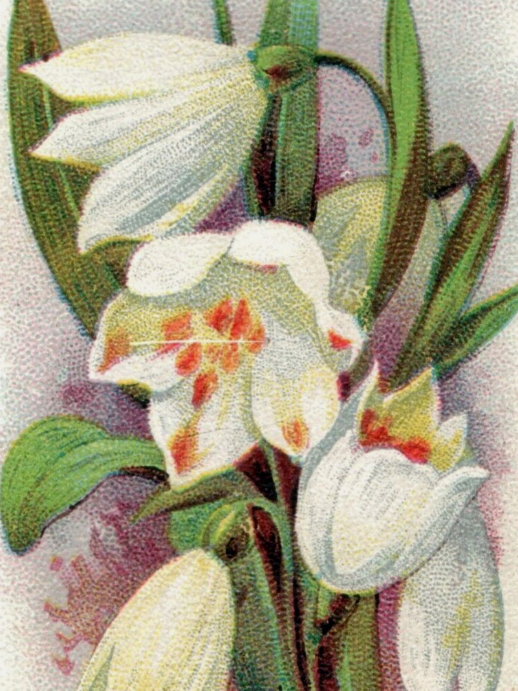 1900 Arm & Hammer Beautiful Flowers Series No. 41 Snowdrops F134