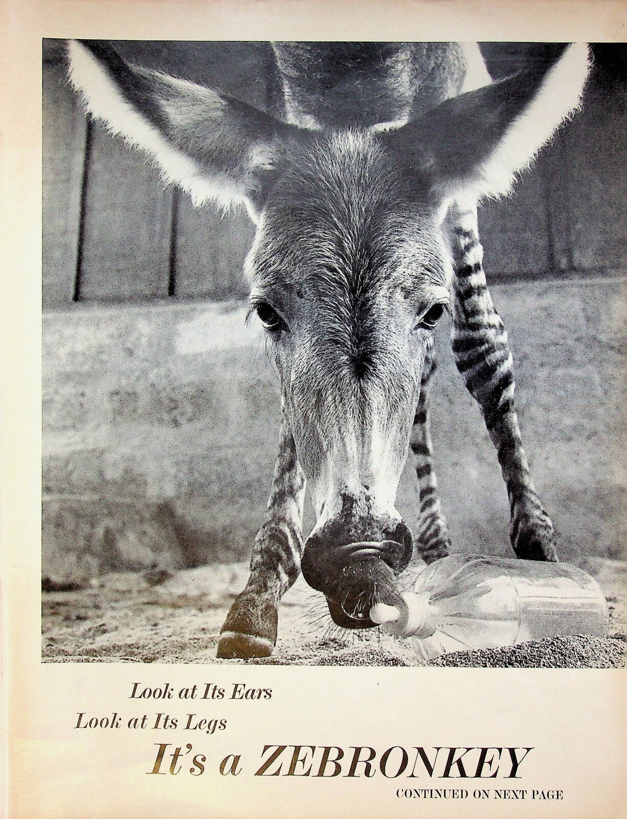 1962 Zebronkey Zebra Legs Donkey Ears Vintage 1960s Print Article