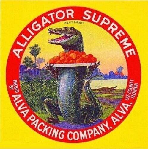 Alligator Supreme Orange Alva Lee County Florida Citrus Fruit Crate Label Print