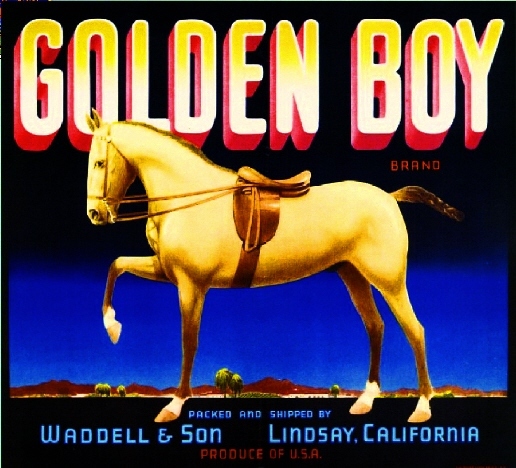 Lindsay Tulare County Golden Boy Horse Orange Citrus Fruit Crate Label Art Print