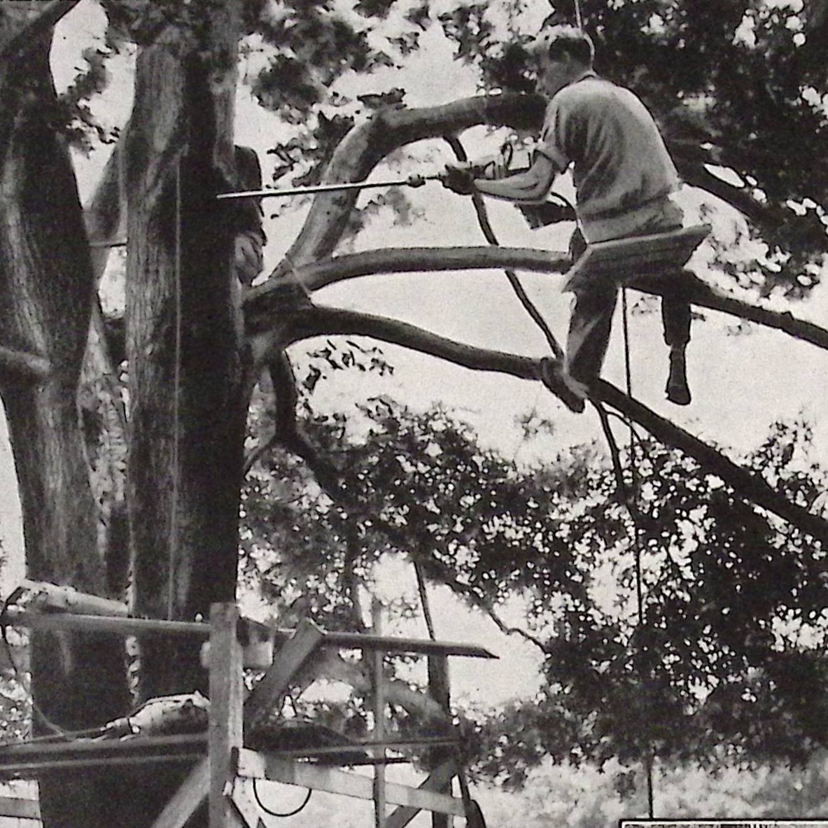 F.A. Bartlett Tree Expert Company Tree Surgeons Stamford CT 1928 Print Ad
