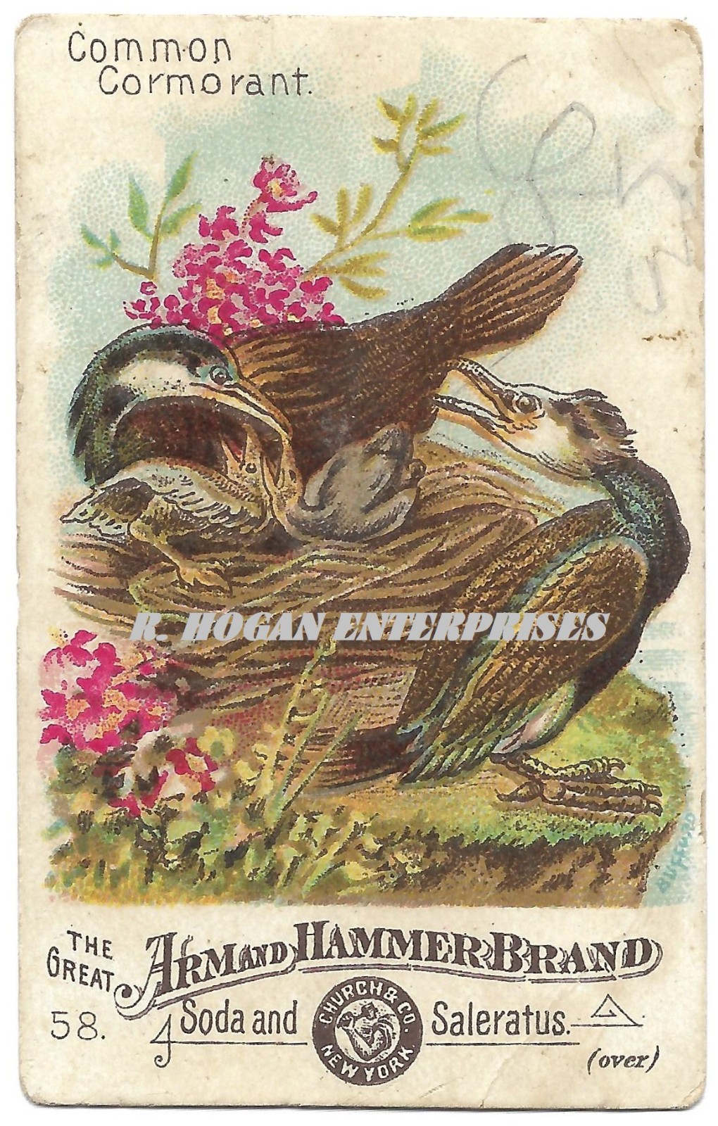 Vintage 1890 Common Cormorant #58 Arm & Hammer Birds Trade Card N0T