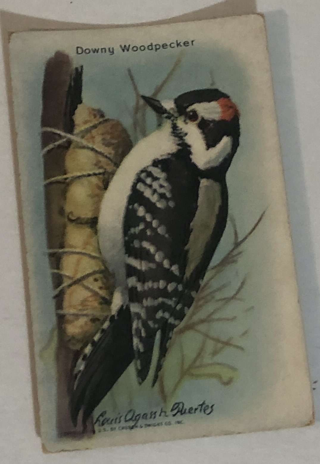 Arm & Hammer Useful Birds Of America Antique #7 Downy Woodpecker VTC2