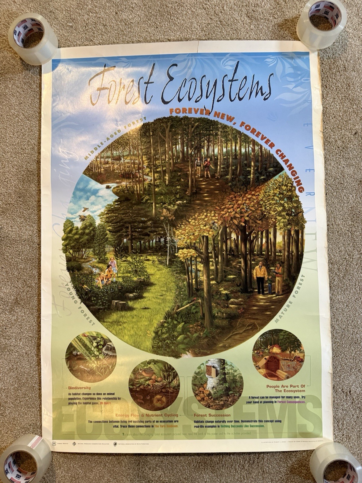 VTG Forest Ecosystems Middle-Aged Forest Info Science School Hanging Poster Sign
