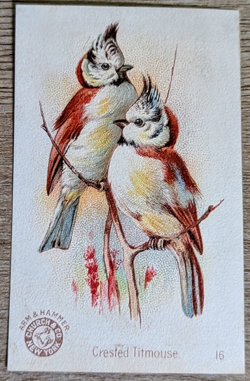 1898 J2 AH500 Church & Co Arm & Hammer Beautiful Birds #16 Crested Titmouse
