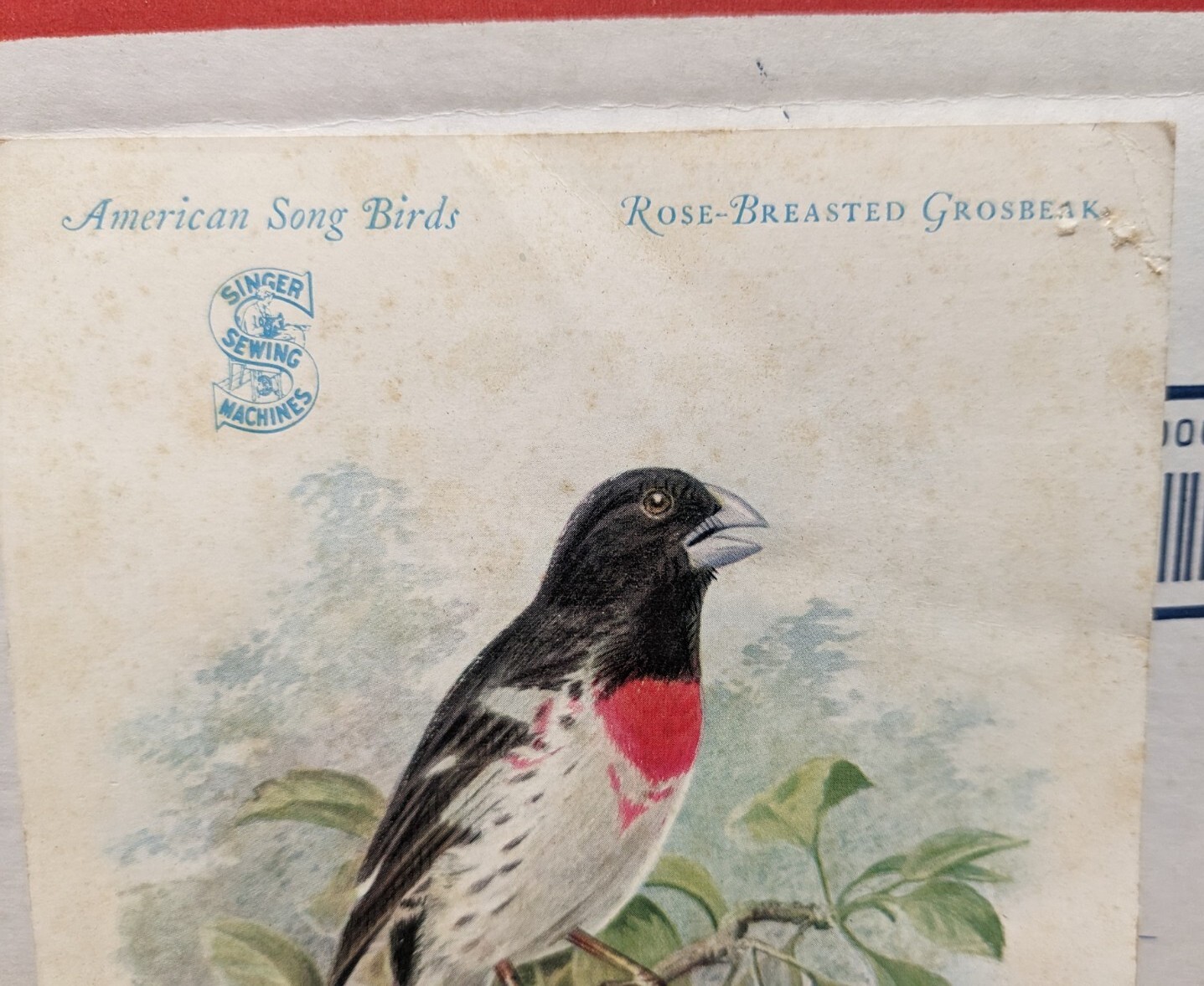 1927 Singer Sewing Machines American Song Bird Trade Card Rose Breasted Grosbeak