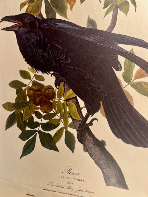 Vtg.1954 Advertising Calender from Northwestern Mutual Life Ins. set of 3 birds