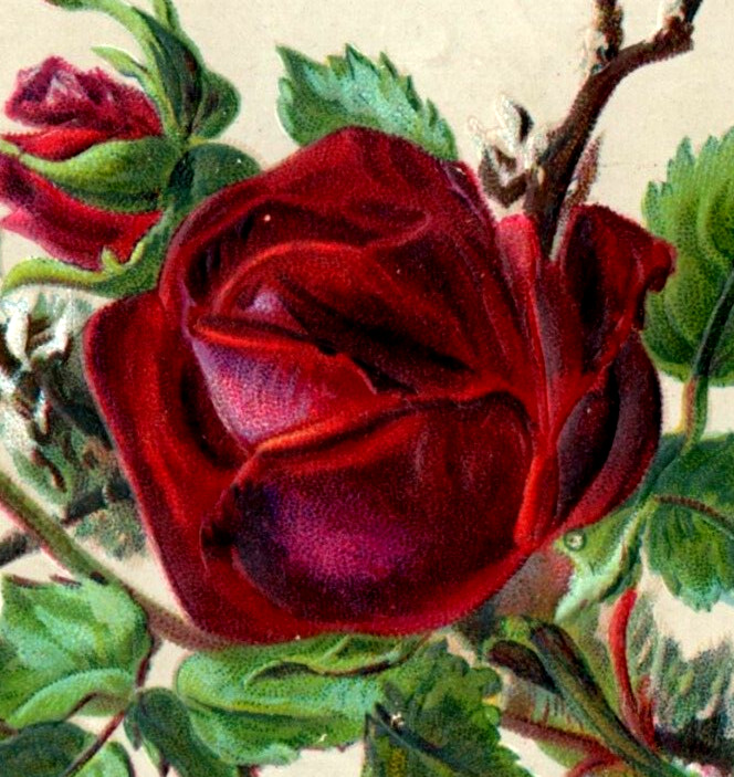 1880s Embossed Victorian New Year’s Card Lovely Red Rose Fab! F111