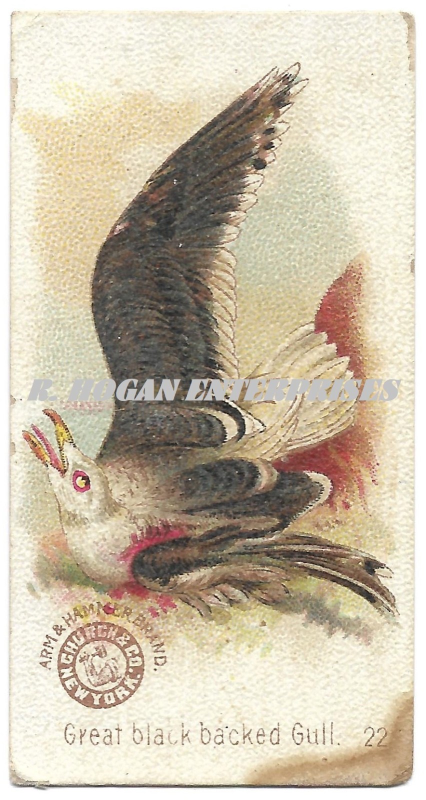Vtg 1898 Great Black Backed Gull #22 Arm & Hammer Beautiful Birds Trade Card N0T