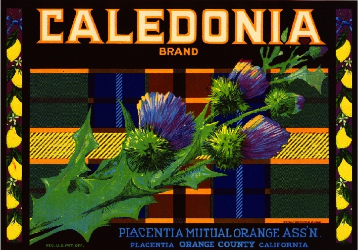 Placentia Caledonia Irish Scottish Plaid Lemon Citrus Fruit Crate Label Print