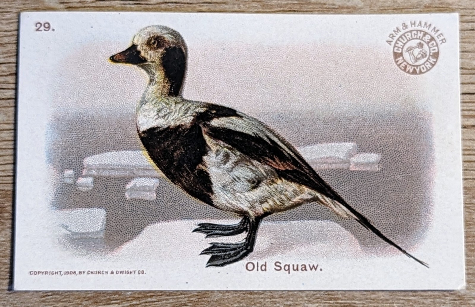 1908 J4 Church & Co Arm & Hammer New Series Of Birds Old Squaw Card #29