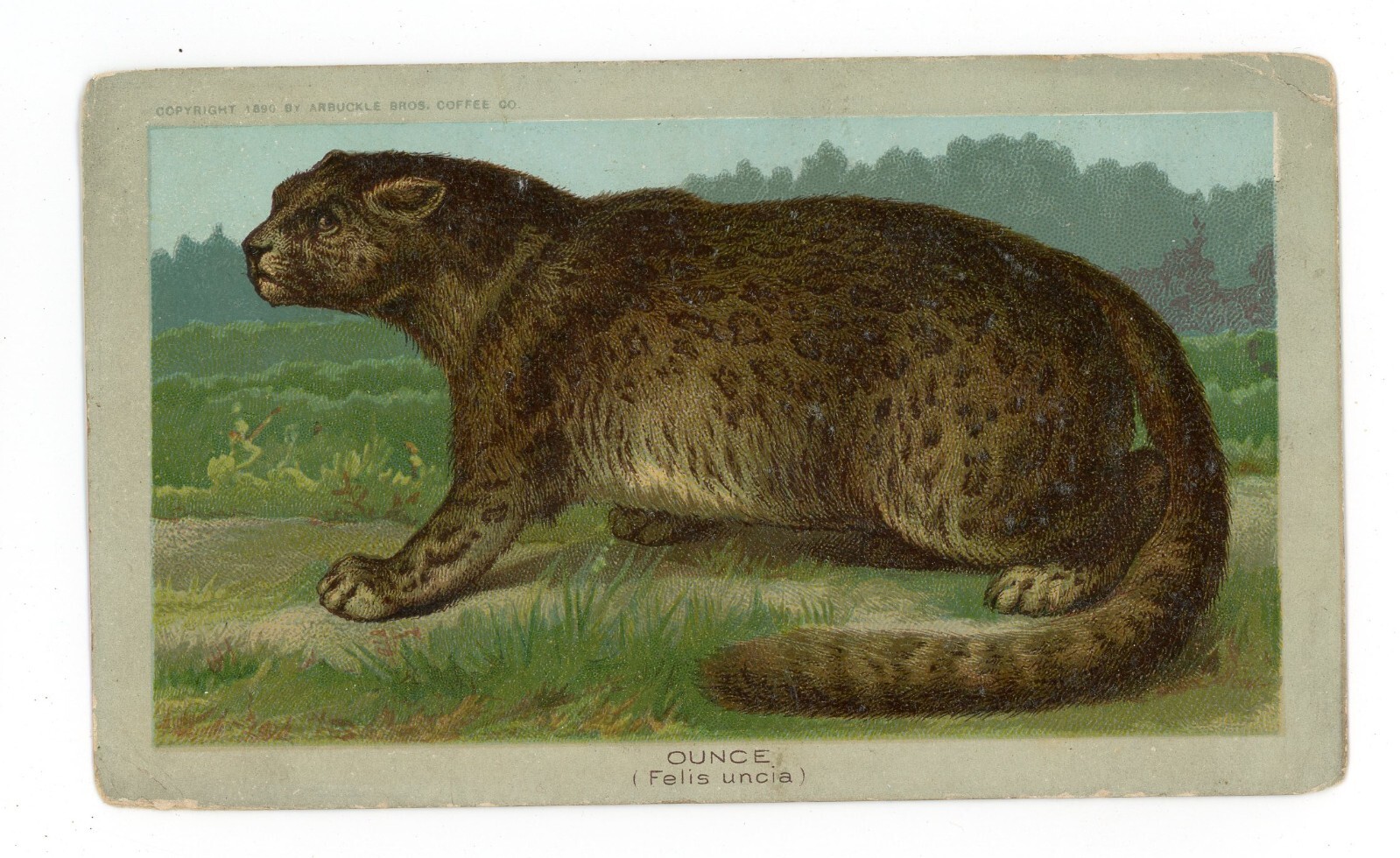 1890 ARBUCKLE COFFEE K1 Animals Series #18 OUNCE RARE Trade Card