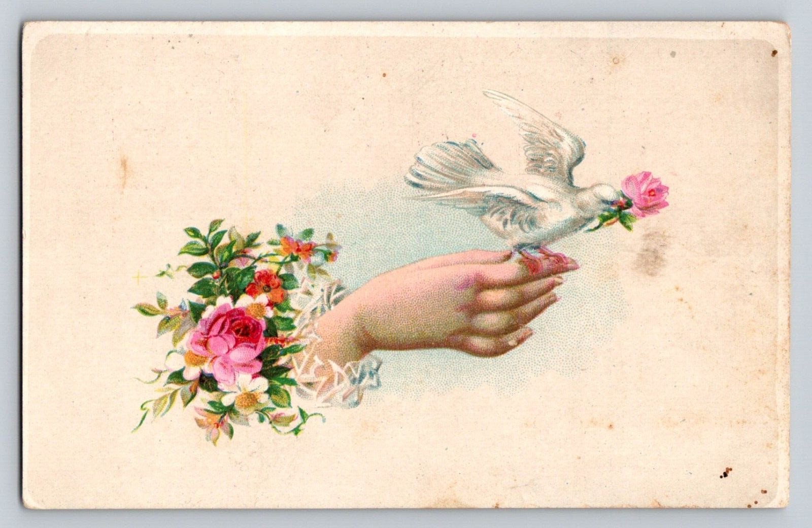 Victor Mara Coffee Stinchcomb Hendry Hand Dove Pink Rose Cleveland Ohio P103