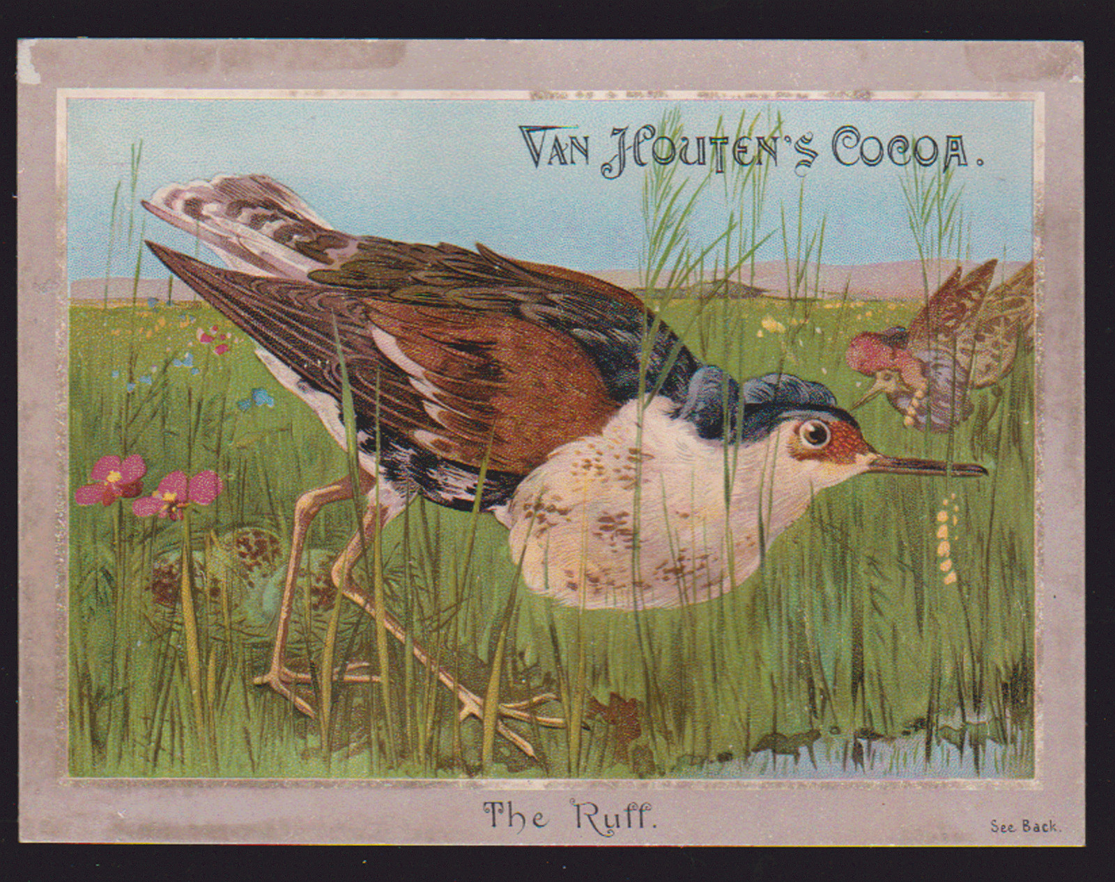 VAN HOUTEN COCOA TRADE CARD, “BETTER THAN COFFEE FOR THE NERVES” “THE RUFF” *238