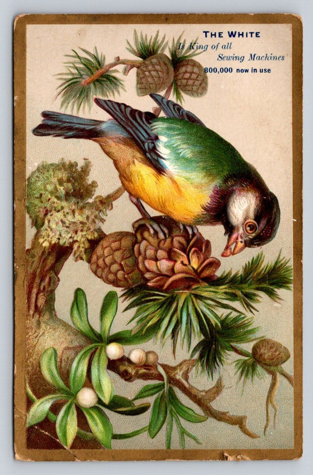 The White Is King Of All Sewing Machines Bird Songbird Pinecone Mitchell P74