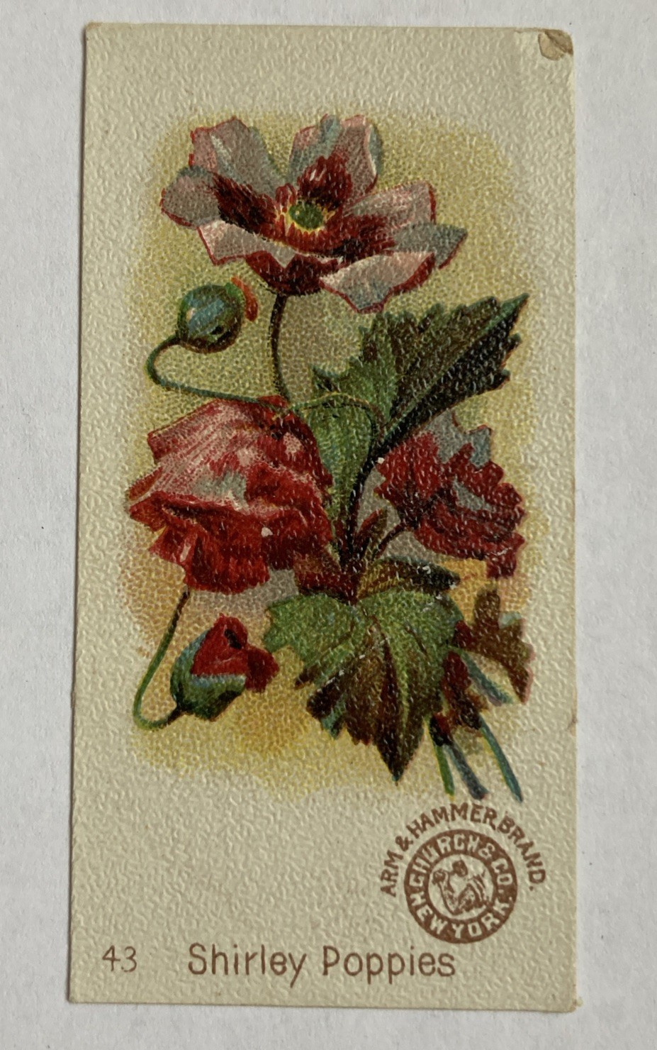 Beautiful Flowers # 43 Shirley Poppies -Arm & Hammer Collect Cards Early 1900’s