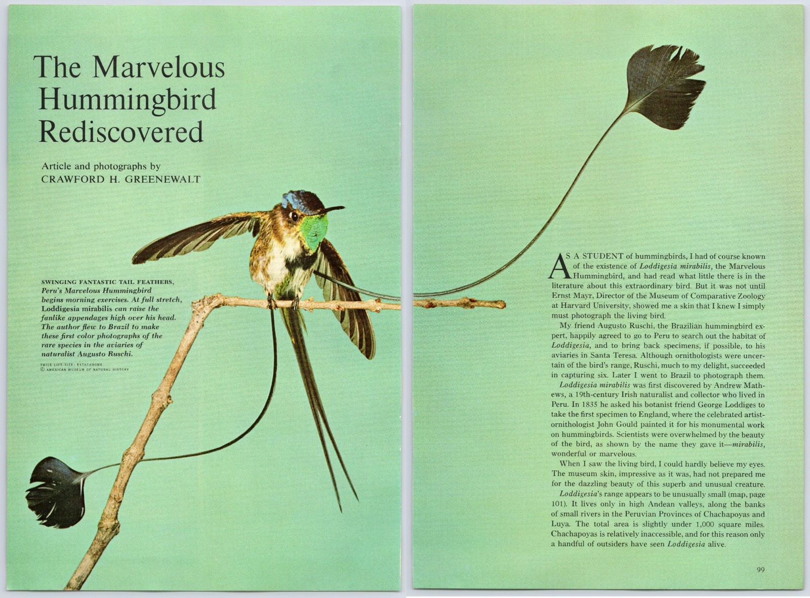 1966 Marvelous Peruvian Hummingbird Nat Geo 2-Page Frameable Vintage Print Photo