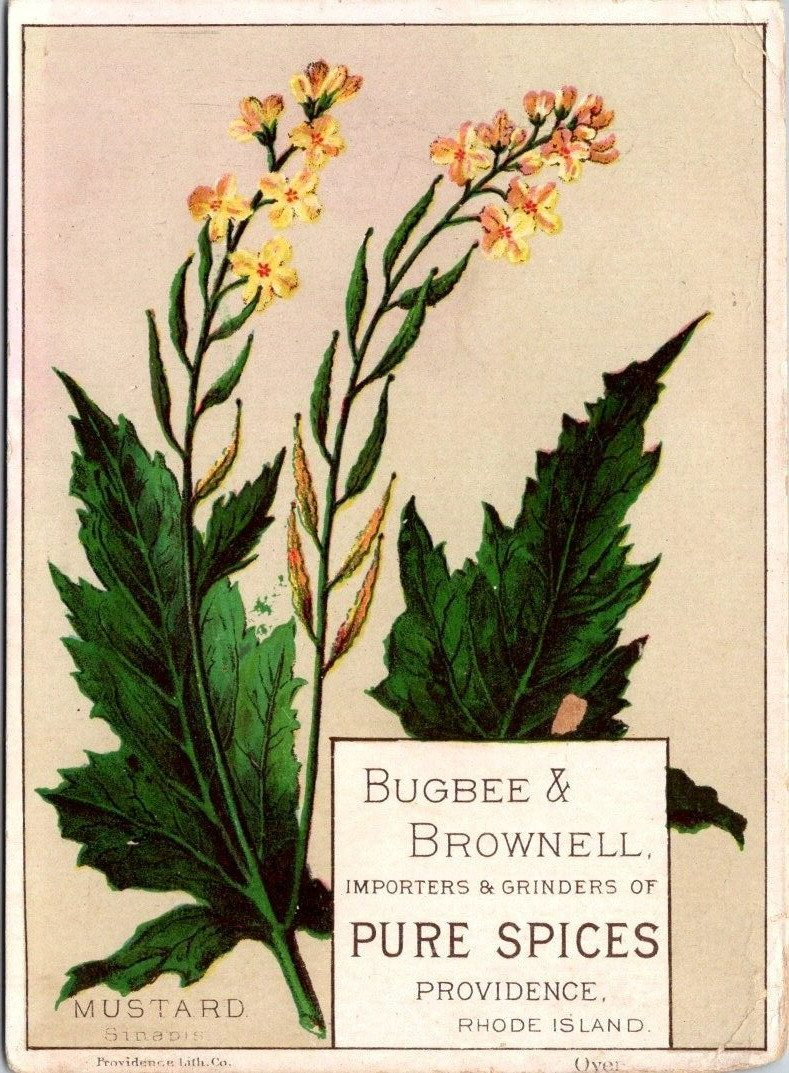Bugbee & Brownell Pure Spices Providence RI Mustard Sinapis IPV1