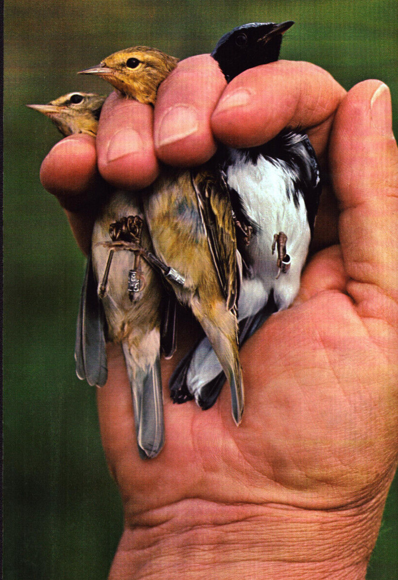 3 Birds in the Hand Banded Birds Tweet Tweet Bird Watching Vintage Print 1979