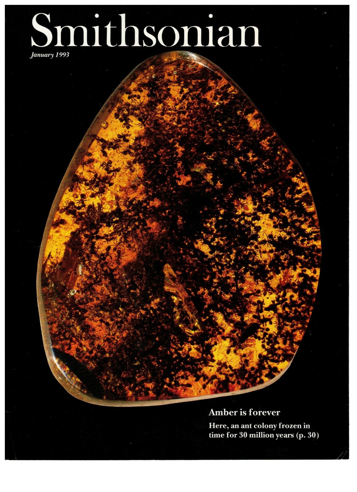 1993 January Smithsonian Cover Amber Ant Colony Vintage Print Advertisement