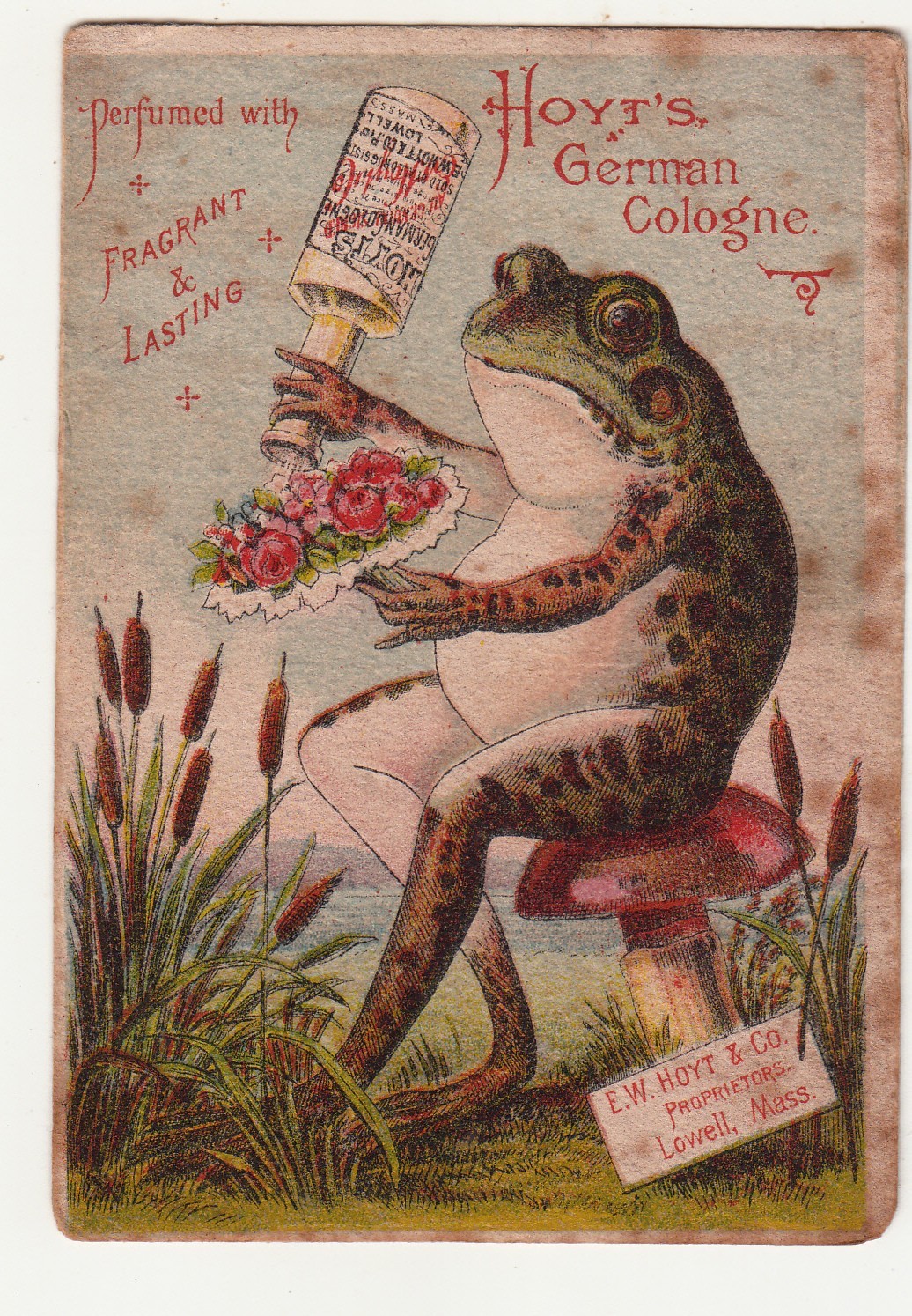 Hoyt’s German Cologne Cat Tails Frog Sitting on Toadstool Vict Card c1880s