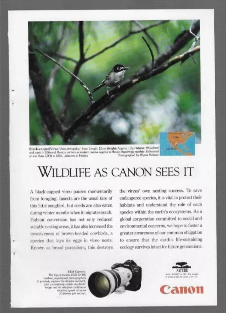 1995 Wildlife as Canon Sees it PBS Nature Black-Capped Vireo Bird Vintage Ad