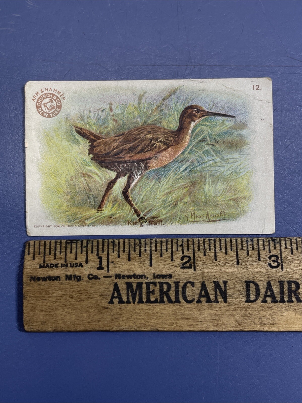 1908 J4 Church & Co Arm & Hammer Game Bird Series King Rail #12