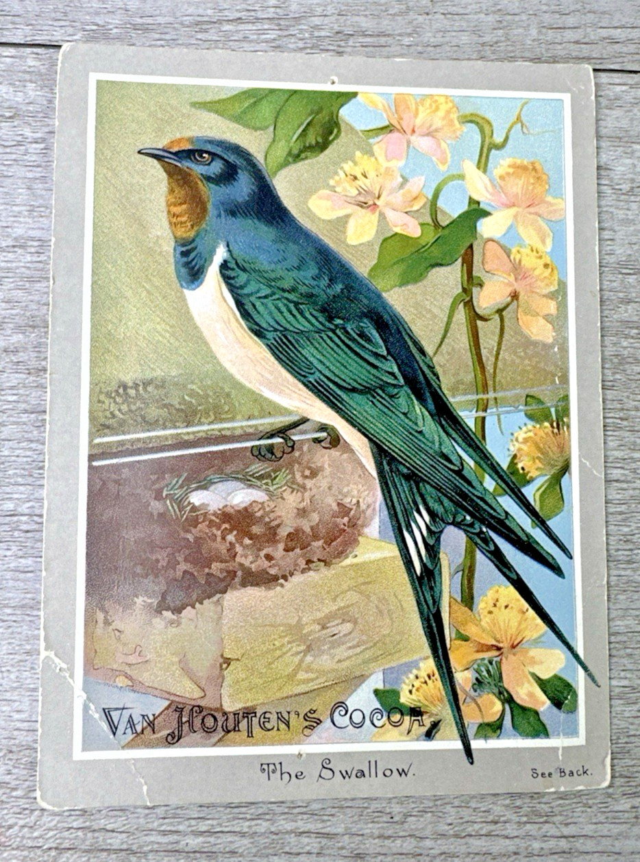 1890s Van Houten’s Cocoa “The Swallow” Trade Card Art Hot Coffee Advertising