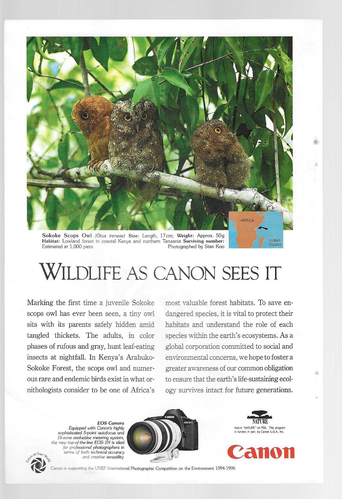 1995 Wildlife as Canon Sees It PBS Nature Series ft Sokoke Scops Owl Vintage Ad