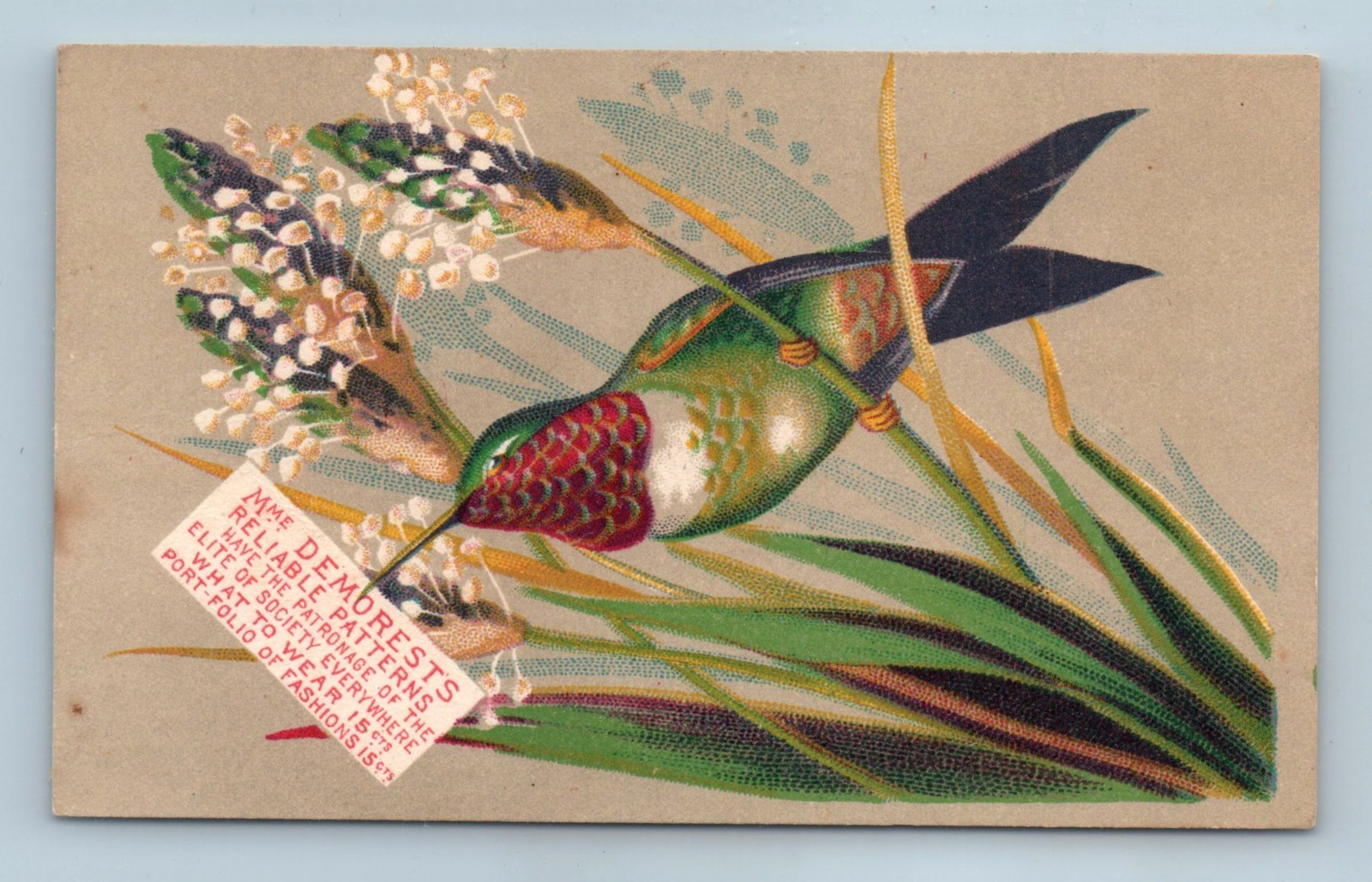 TRADE CARD H O Symonds Marblehead MA Hummingbird Maison Demorest Patterns 1890s