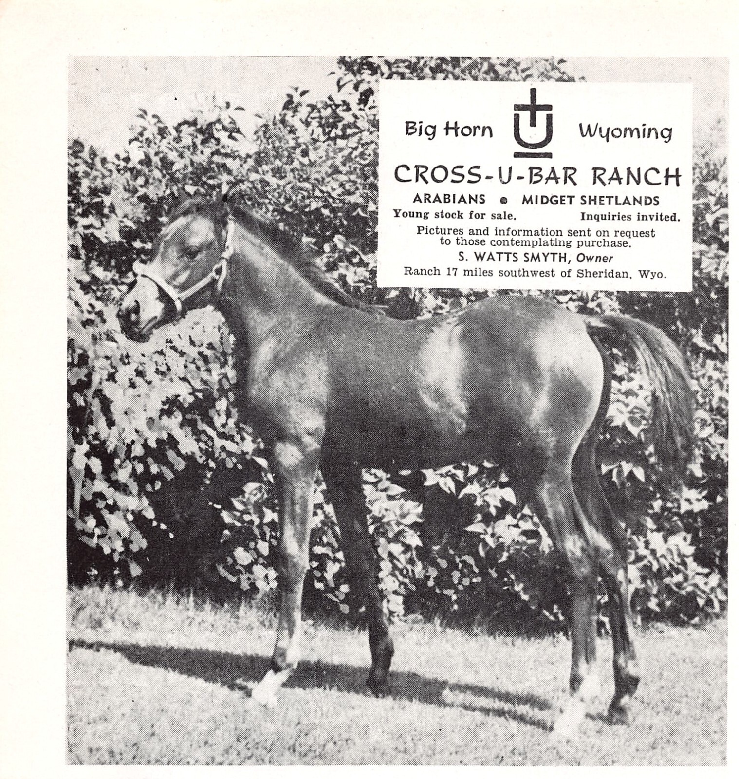 Cross-U-Bar Ranch Big Horn WY Arabians Shetlands 5.25″ x 5.5″ Vtg Mag Print Ad