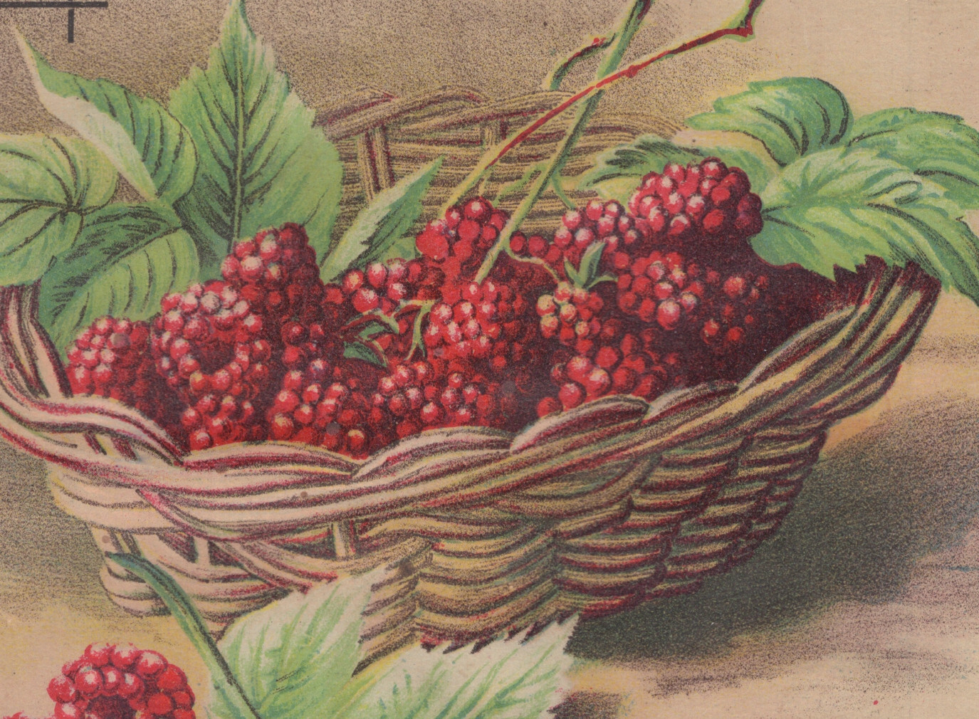 BROOKLYN NY TRADE CARD ~FREDERICK WILKINS ~GROCER etc ALDEN FRUIT VINEGAR T298