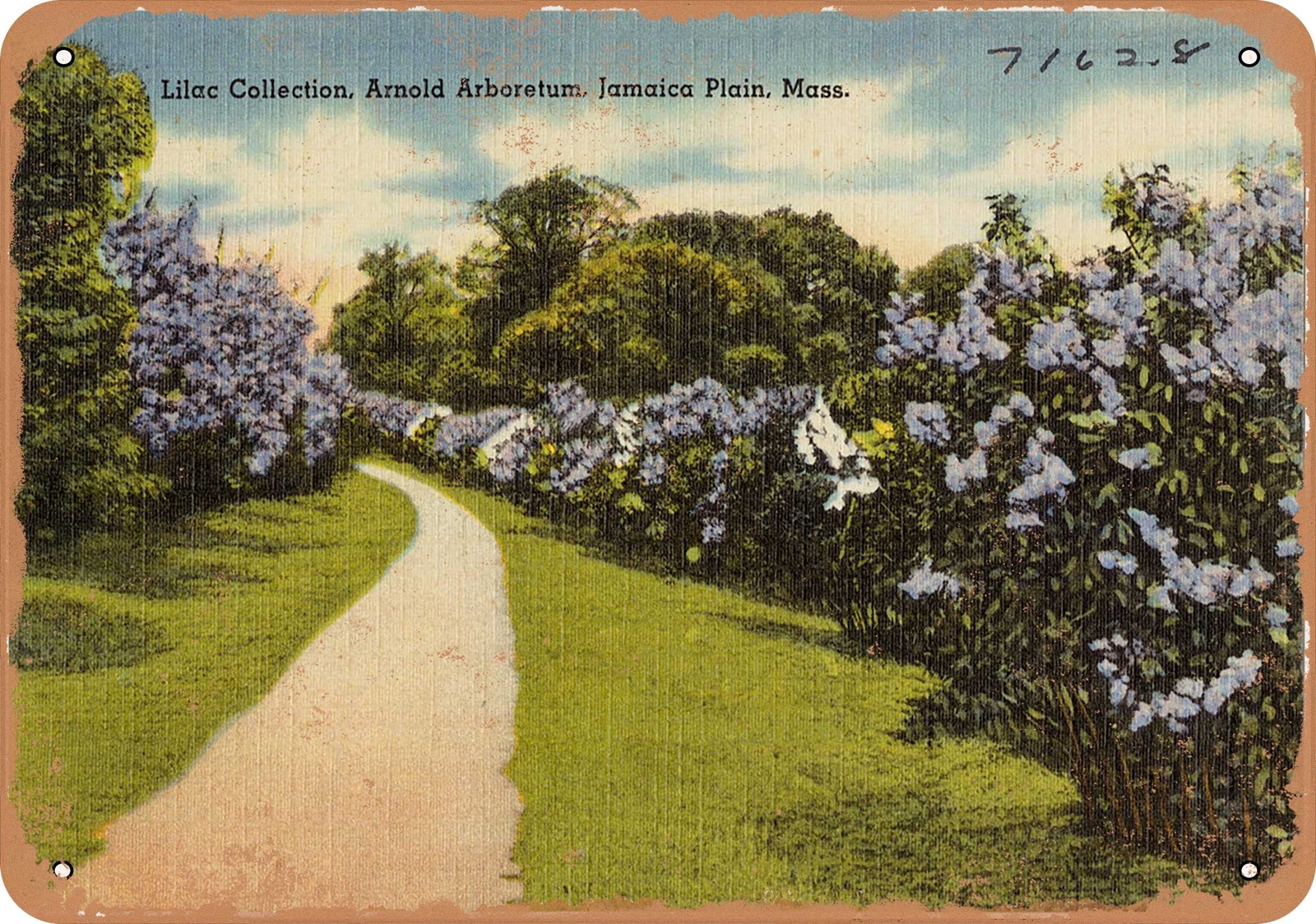Metal Sign – Massachusetts Postcard – Lilac Collection, Arnold Arboretum, Jamai
