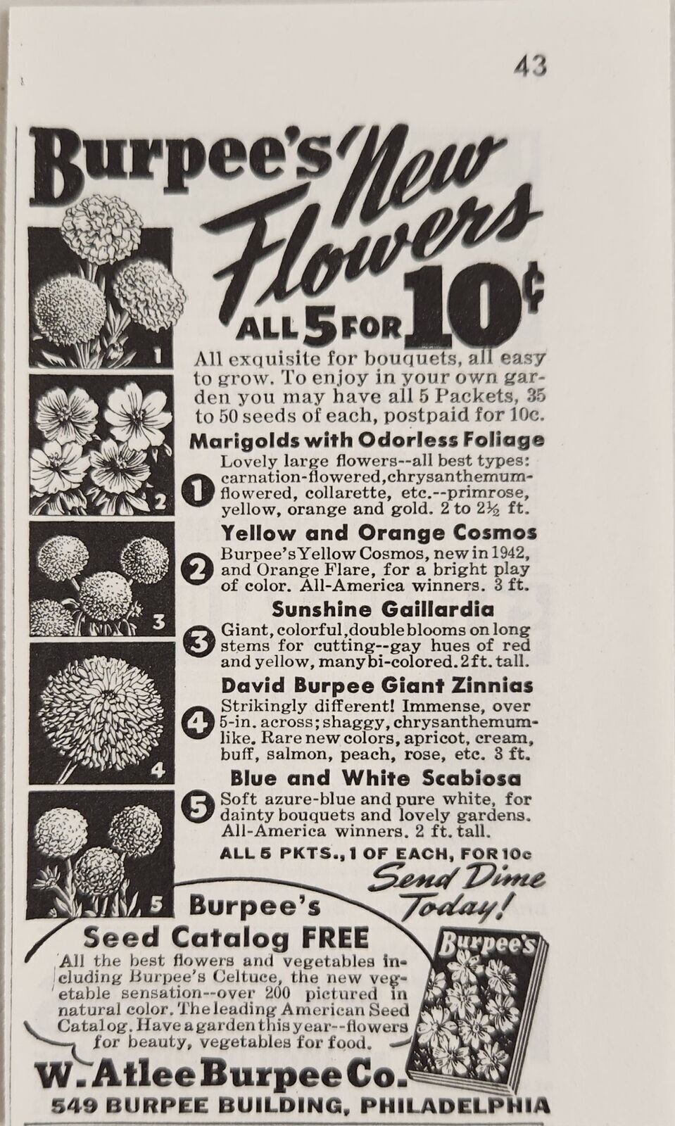 1942 Print Ad Burpee’s Flower Seeds Marigolds,Zinnias W.Atlee Burpee Phil,PA