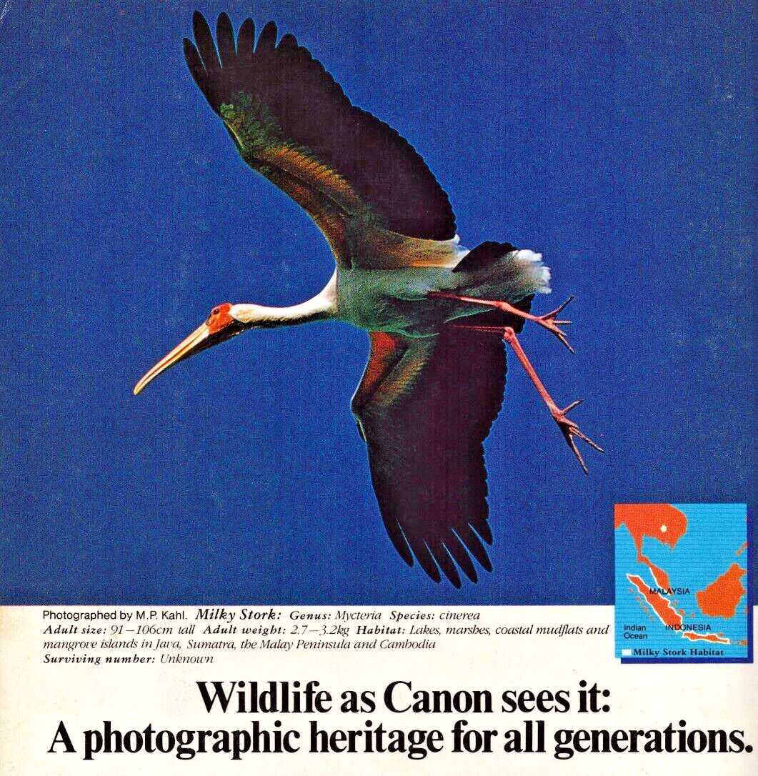 Canon Camera Milky Stork Bird Photographic Heritage Vintage Print Ad 1983