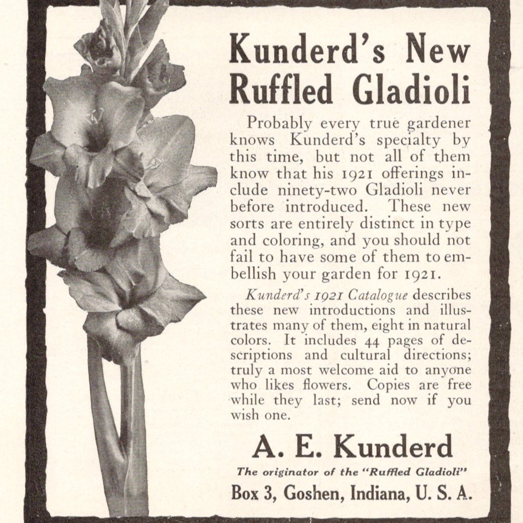 Kundred’s New Ruffled Gladioli W E Kundred Goshen IN 1921 Print Ad