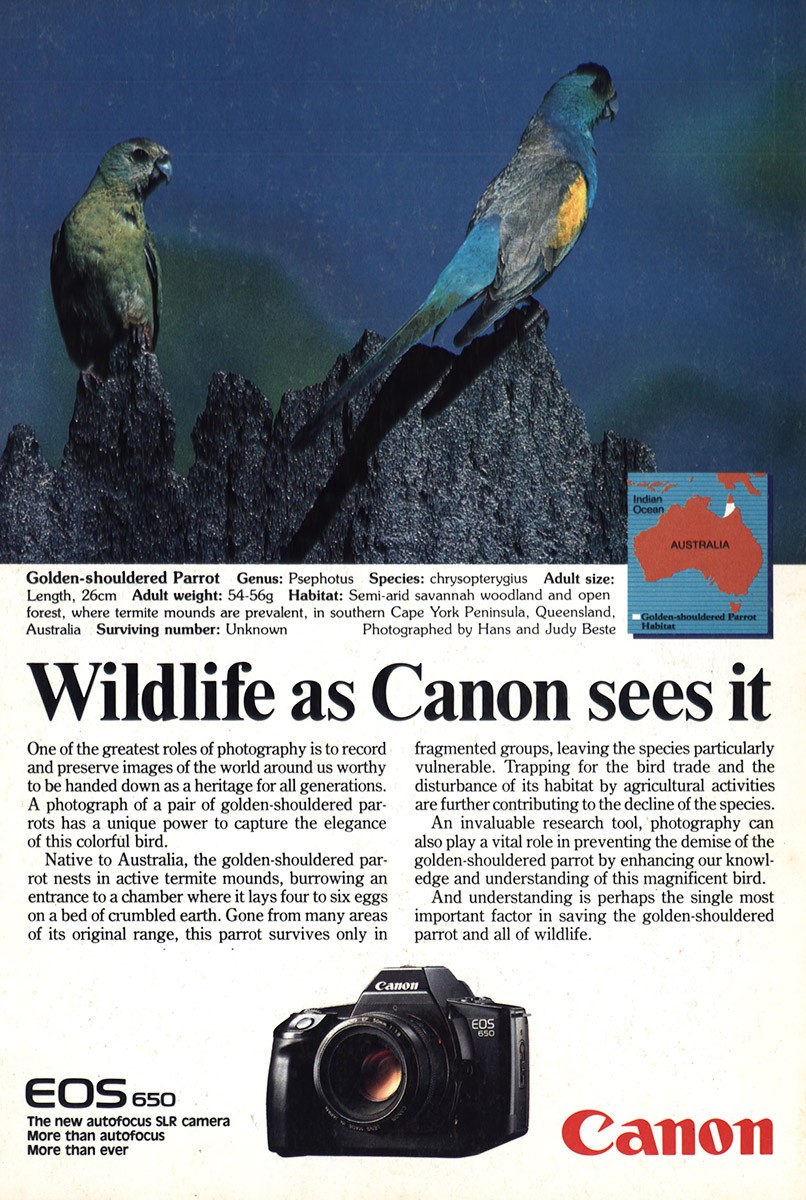 1987 Canon Camera: Golden Shouldered Parrot Vintage Print Ad