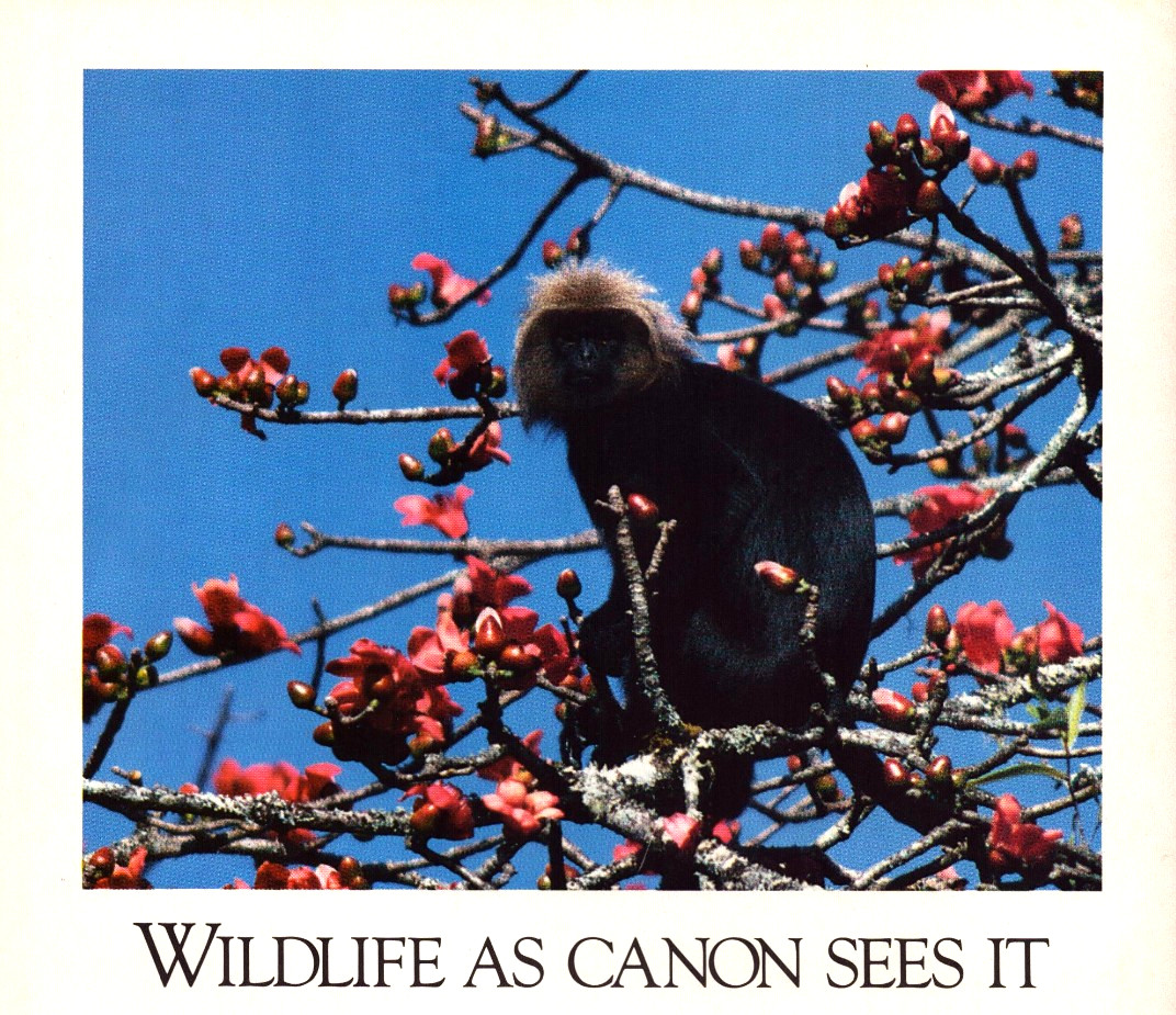 Canon EOS 1 Camera Nilgiri Langur Leaf Eating Monkey Vintage Print Ad 1990