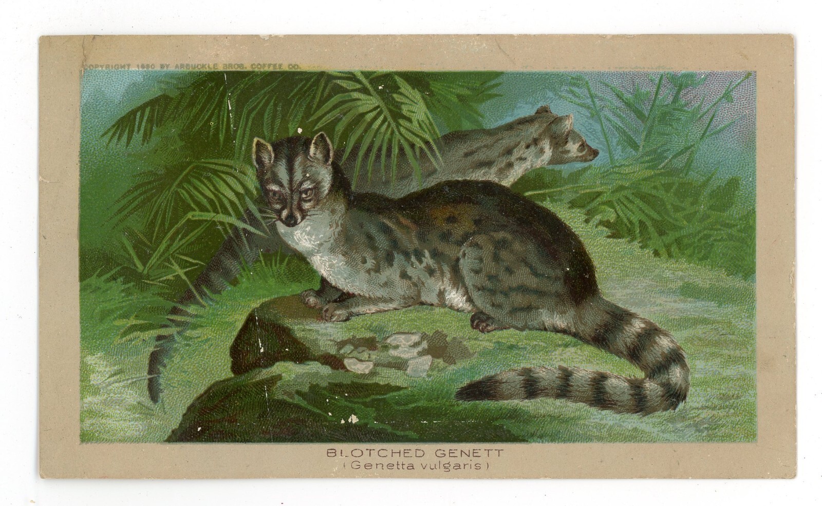 1890 ARBUCKLE COFFEE K1 Animals Series #13 BLOTCHED GENETT RARE Trade Card