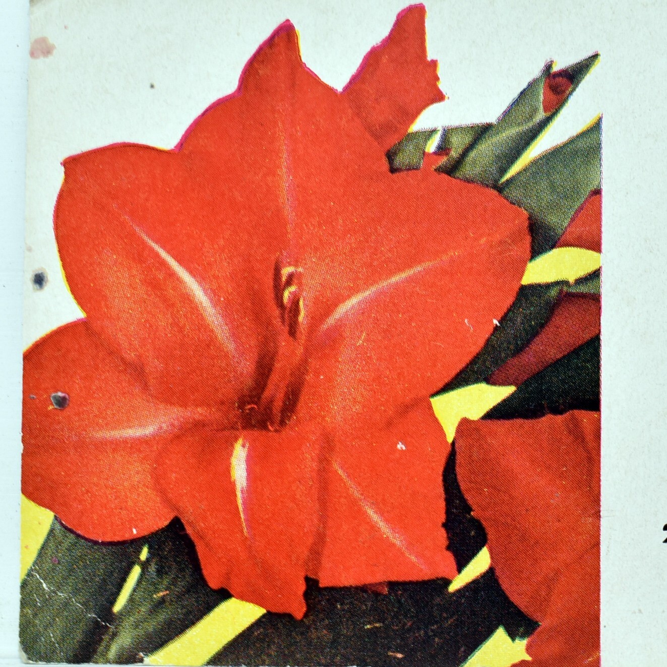 1920s Anders Florist Flowers 255 South 11th Street Tacoma Washington Blotter