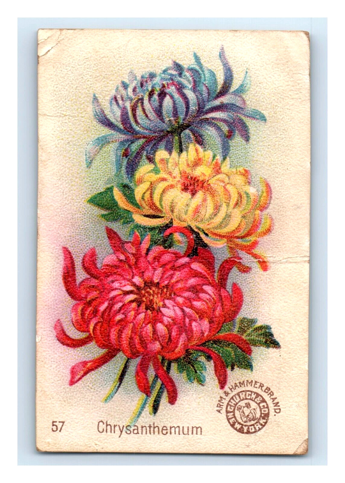 1880s Arm & Hammer Beautiful Flowers N0. 57 Chrysanthemum P176
