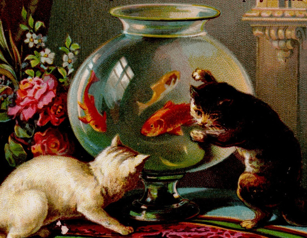 1885 Major Knapp & Co Metropolitan Life Insurance Trade Card Cats Goldfish